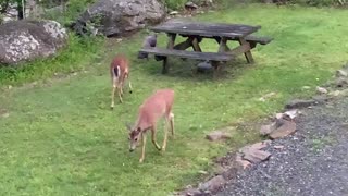 Deer 🦌 Turkey 🦃 NW NC at The Treehouse 🌳 Lady and the gang share breakfast with Thomasina