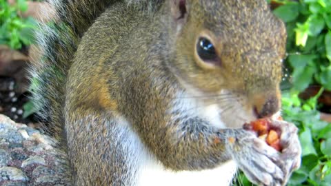 cute Squirrel eating at jungle