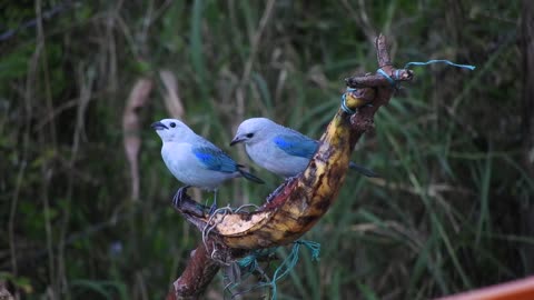 Blue Birds eating Banana.