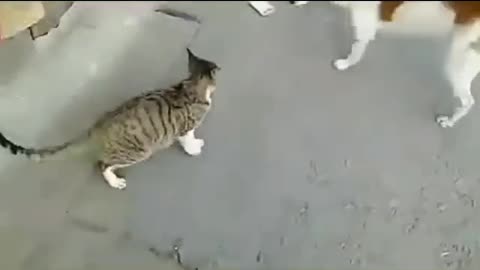 Cats and dogs funny Animal video Cats Angry whit dogs