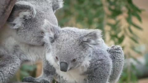 Koala bear climbing trees