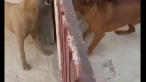 Intense dog fighting ...(; 💪 😂 سگ خنده دار ..سگ دوستان. سگ دعوایی . سگ دوستی . حیوان دوستی حیوان بامزه. سگ بامزه . سگ خنده دار. دعوای سگ. سرگرمی. سرگرم کن