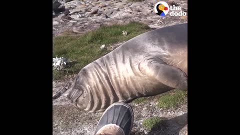 Elephant Seal Rolls Down Hill | The Dodo