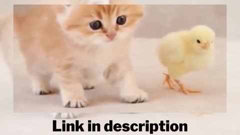 Baby cat 🐱plays with little yellow chick🐤