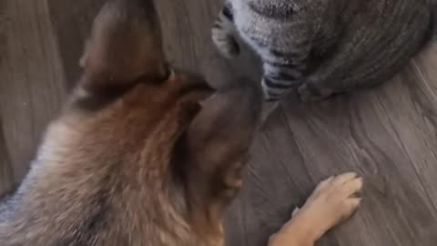 Funny cut and dog fight