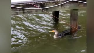 Woman rescues Cormorant from fishing lines .
