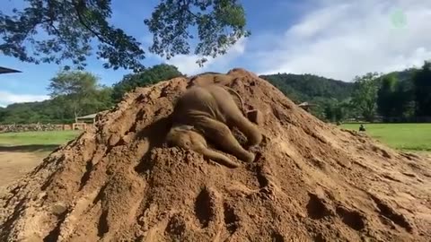 Baby Elephant Video 8