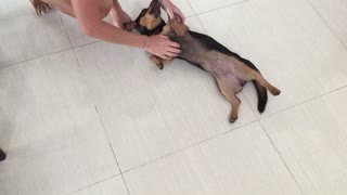 Little Dog Collapses for Belly Rubs