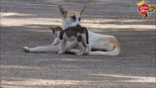 friendly cat and dog