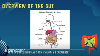 02 of 63 - Overview of the Gut - Health Challenges Autistic Children Experience