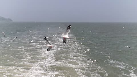 Common tern flying