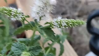 Orb Spider Feeding