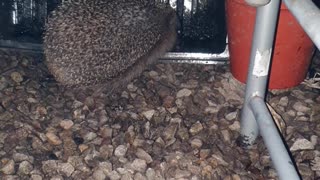 Hedgehog drinking much needed water in the UK cornwall
