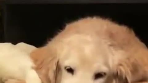 cute golden retriever, cute dog