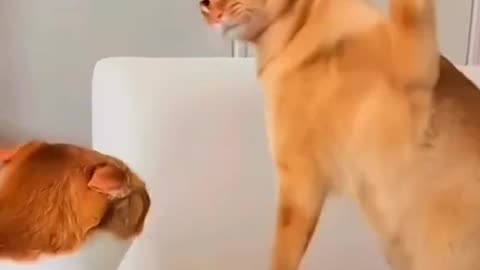 Funny Dogs And Cats