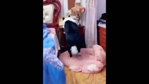Funny pet animals video