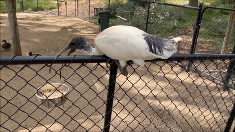 Ducks and Bin Chickens