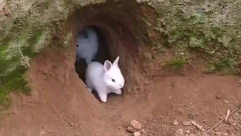 Cute bunny