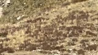 Bigfoot filmed from a train in Colorado