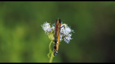 Wings Of Life