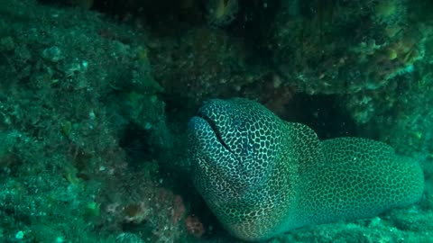 Scuba Diver handling Moray Eel, it enjoys it .......