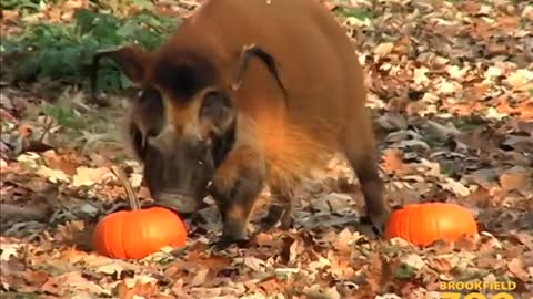 Animals Receive Halloween Pumpkins