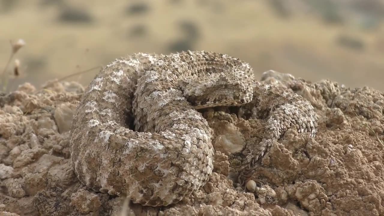 20 Weird Animals That Will Give You Chills 20 Weird Animals That Will Give You Chills