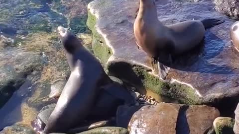 Sea Lion Defends His Rock