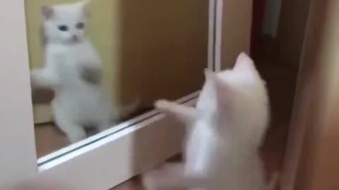 Funny cat video 😂🤣