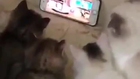 The Cat Cute Watch Video on mobile