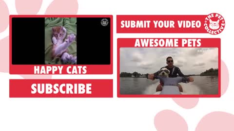 Videos of Cute and Funny Cats to Make You Laugh | The Pet Collective