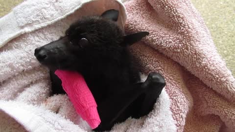 Bat Recovers After Getting Caught in Christmas Lights