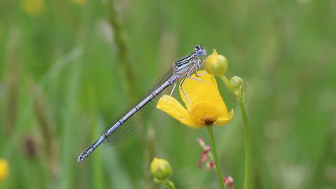 Dragonfly Insect Spring Nature Close Up Summer