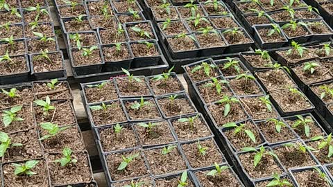 Farm Stand Setup