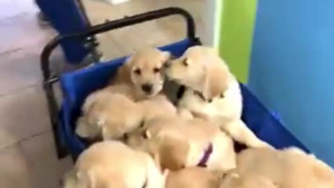 Wagonload of puppies captures the hearts of veterinary technicians