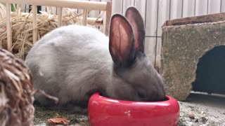 Cute Bunny Eating Its Food