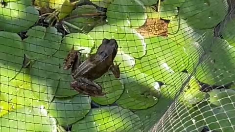 asmr frog climbing over a pond