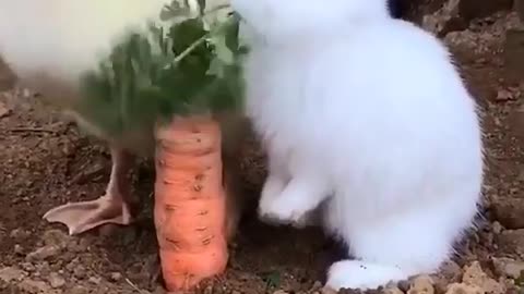 Bunny is also fast eating