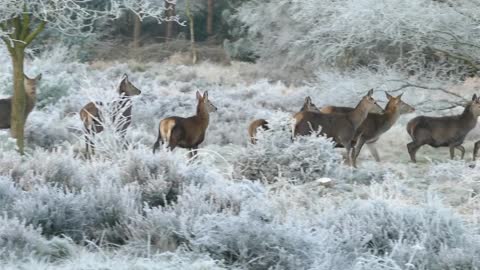 People Feeding A Deer With Their Hands