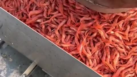 Viral Shrimp Processing