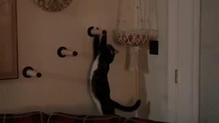 Cat Can't Quite Climb into Bed