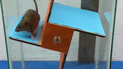 Best mouse trap idea-- good rat trap at home 2024 #rattrap #rat #mousetrap