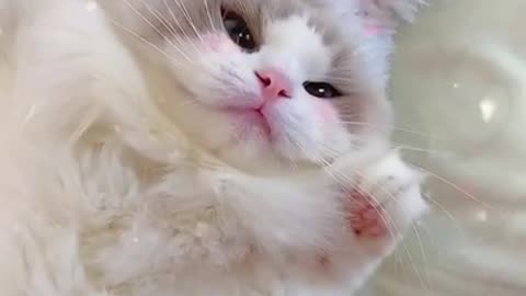 Aww Cute Cats Videos #345#catmeow Funny Animals Compilation😹