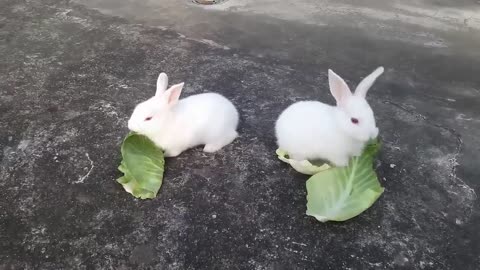🐰 Cute Baby Rabbits: Playtime and Feeding Frenzies! 🥕 🐰