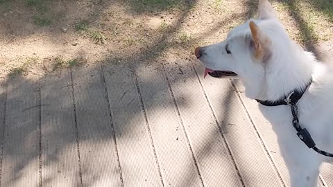 Lovely dog meets her friends