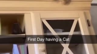 first day having a cat🐈🧐😽😾