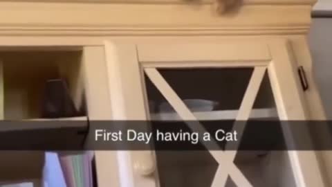 first day having a cat🐈🧐😽😾
