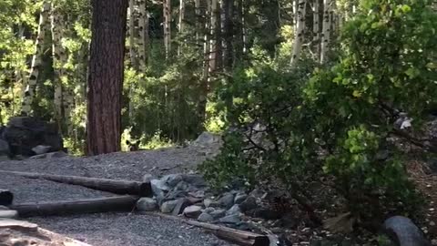 Bear and Cubs Reunited After Causing Some Commotion