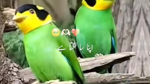 beautiful birds video /Nature Lovers /beautiful green birds /Birds in the Jungle /jungle story