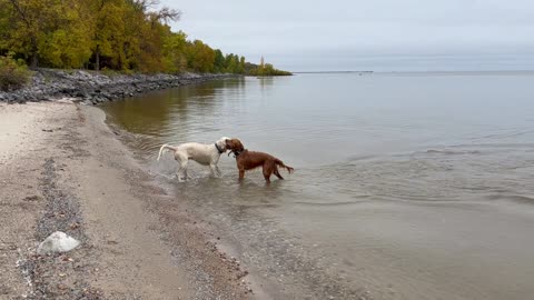 Copper and Odin fetching sticks on Sunset Beach